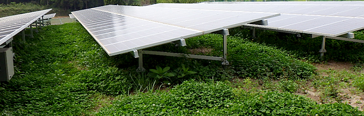太陽光発電を緑化するメリット